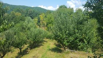 Фото номера Вилла с 3 спальнями Виллы Casa de vacanta Adelina г. Valea Lungă-Gorgota 58